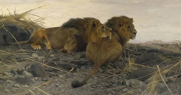Lions at Watch 1913 by Wilhelm Kuhnert | Oil Painting Reproduction
