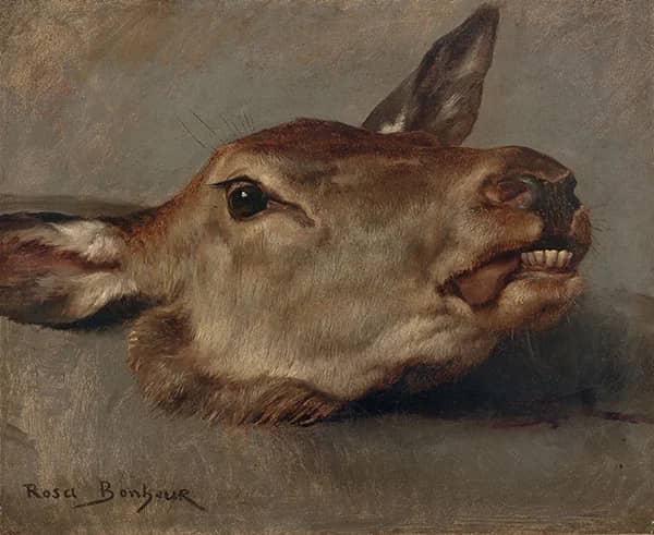 Study of a Doe's Head by Rosa Bonheur | Oil Painting Reproduction