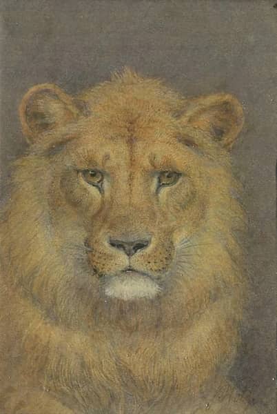 Head of a Young Male Lion by Joseph Wolf | Oil Painting Reproduction