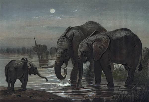 The African Elephant by Joseph Wolf | Oil Painting Reproduction