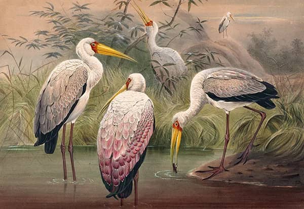 The African Wood Ibis by Joseph Wolf | Oil Painting Reproduction