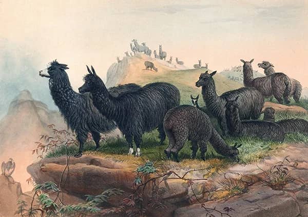 The Alpaca by Joseph Wolf | Oil Painting Reproduction