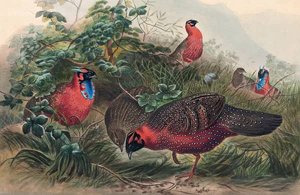 The Horned Tragopan by Joseph Wolf | Oil Painting Reproduction