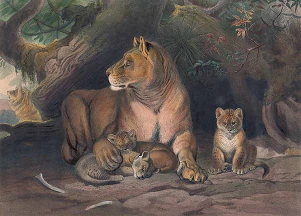 The Lion by Joseph Wolf | Oil Painting Reproduction