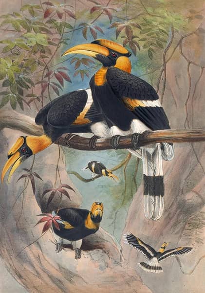 The Rhinoceros Hornbill by Joseph Wolf | Oil Painting Reproduction