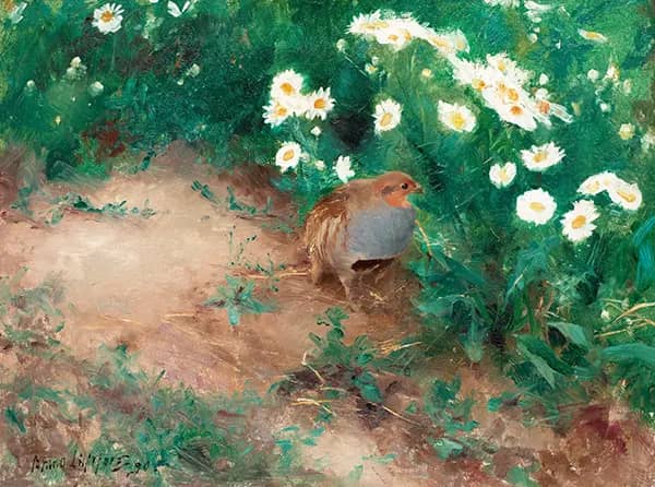 Grey Partridge with Ox Eye Daisies | Oil Painting Reproduction
