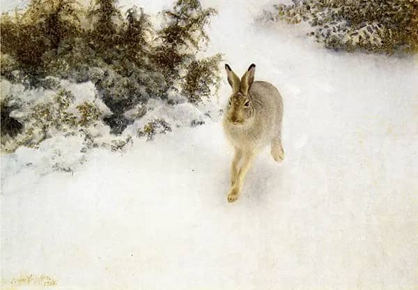 Winter Hare 1908 by Bruno Liljefors | Oil Painting Reproduction