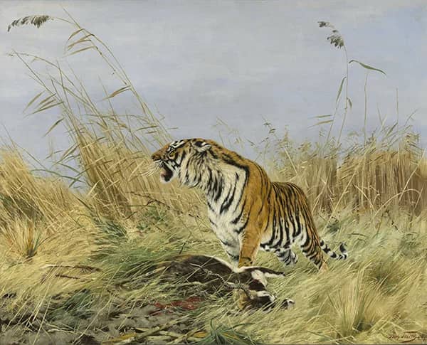 Tiger with Killed Nilgai Antelope | Oil Painting Reproduction