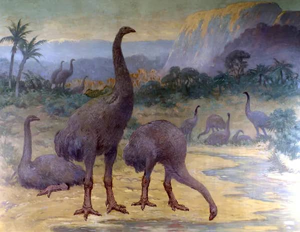 Dinornis from the Holocene by Charles R Knight | Oil Painting Reproduction