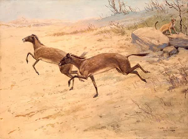 Mesohippus by Charles R Knight | Oil Painting Reproduction