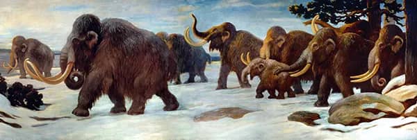 Woolly Mammoths by Charles R Knight | Oil Painting Reproduction