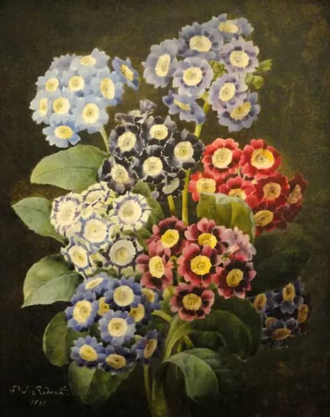 A Bouquet Of Auriculas | Oil Painting Reproduction
