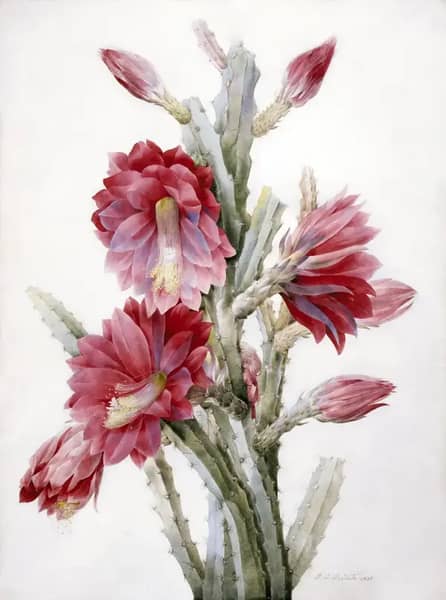 A Flowering Cactus Heliocereus Speciosus | Oil Painting Reproduction