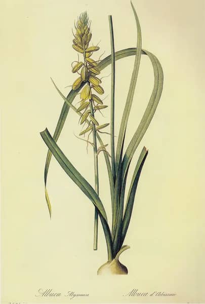 Albuca Abyssinica by Pierre-Joseph Redoute | Oil Painting Reproduction