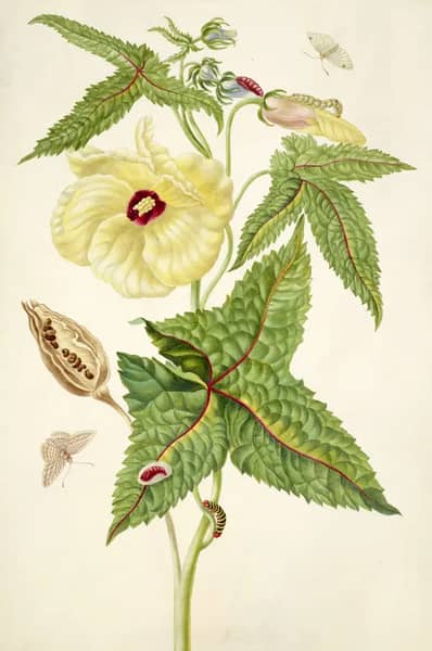 Abelmosk With Unidentified Insects | Oil Painting Reproduction