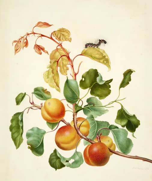 Apricot Branch With Dark Dagger Moth Caterpillar | Oil Painting Reproduction