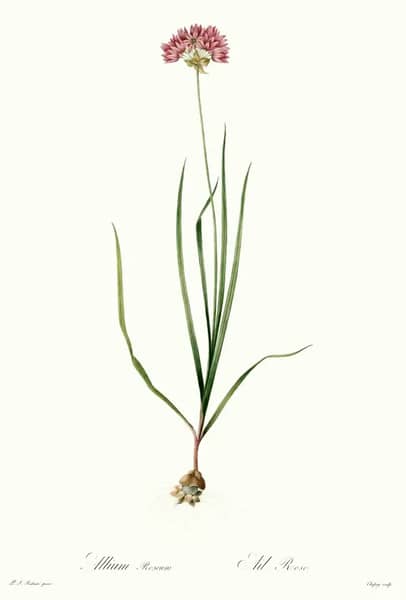 Allium Roseum by Pierre-Joseph Redoute | Oil Painting Reproduction