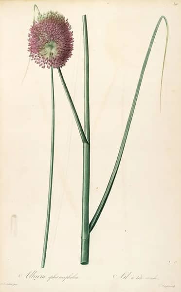 Allium Sphaerocephalon | Oil Painting Reproduction