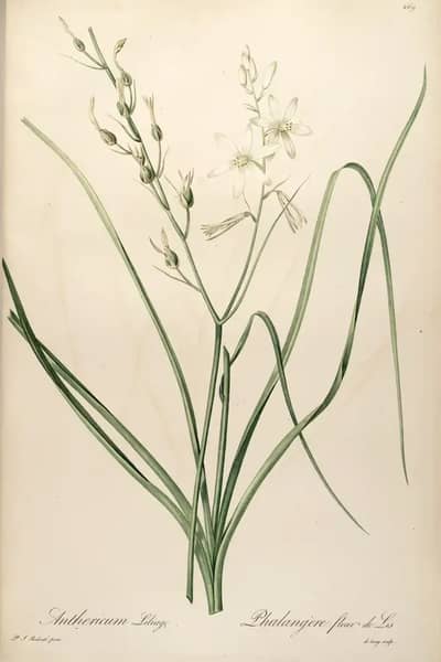 Anthericum Liliago by Pierre-Joseph Redoute | Oil Painting Reproduction
