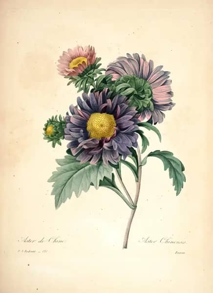 Callistephus Sinensis by Pierre-Joseph Redoute | Oil Painting Reproduction
