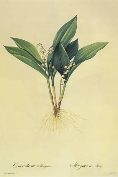 Convallaria Majalis by Pierre-Joseph Redoute | Oil Painting Reproduction