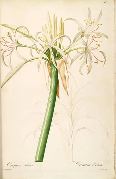 Crinum Asiaticum Var Pedunculatum As Crinum Taitense | Oil Painting Reproduction