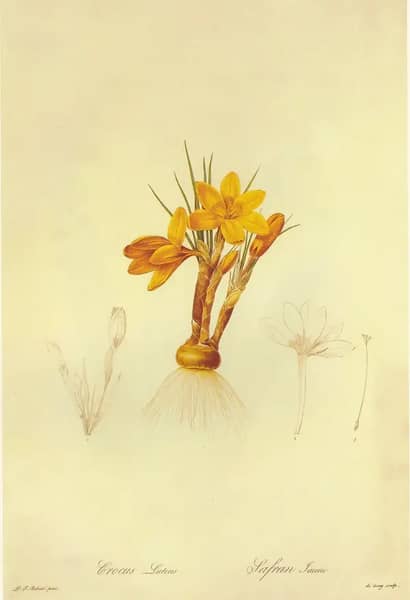 Crocus Flavus by Pierre-Joseph Redoute | Oil Painting Reproduction
