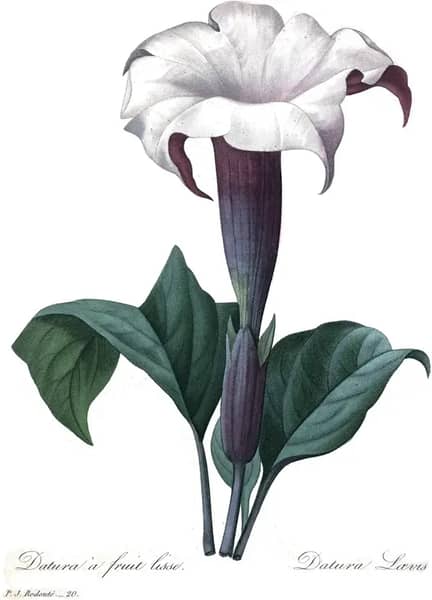 Datura a Fruit Lisse by Pierre-Joseph Redoute | Oil Painting Reproduction