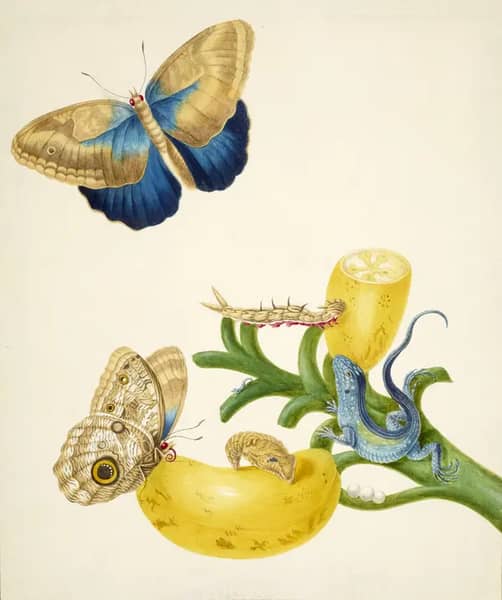 Banana with Teucer Owl Butterfly and Rainbow Whiptail Lizard | Oil Painting Reproduction