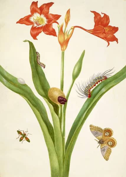 Barbados Lily With Bullseye Moth and Leaf Footed Bug | Oil Painting Reproduction