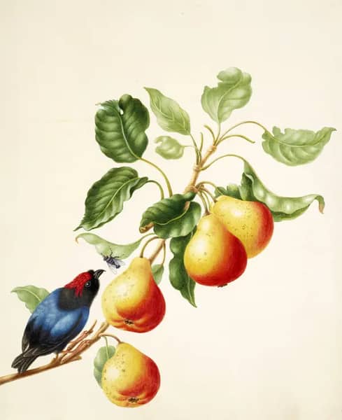 Blue Backed Manakin on a Branch of Pear | Oil Painting Reproduction