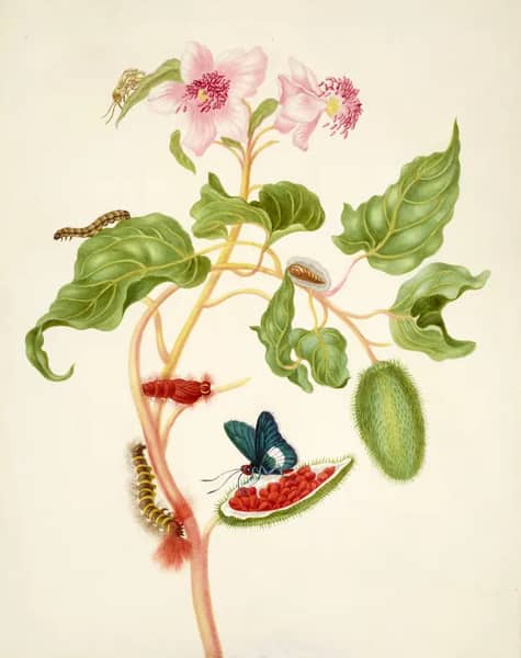 Branch of Achiote With Firetip Butterfly | Oil Painting Reproduction