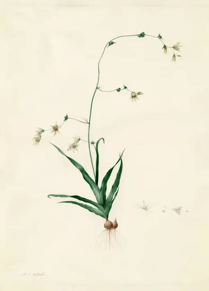 Diasia Iridifolia by Pierre-Joseph Redoute | Oil Painting Reproduction
