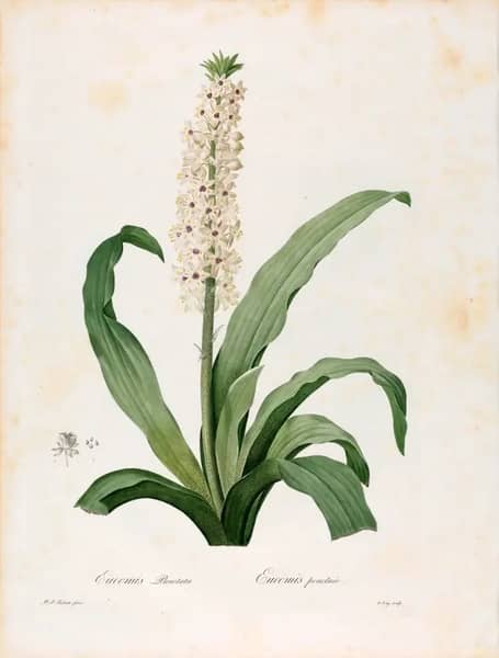 Eucomis Punctata by Pierre-Joseph Redoute | Oil Painting Reproduction