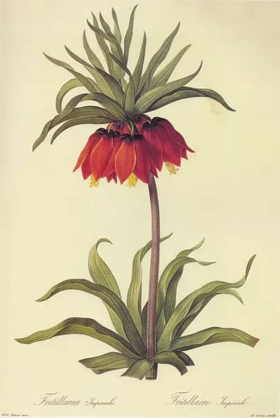 Fritillaria Imperialis | Oil Painting Reproduction