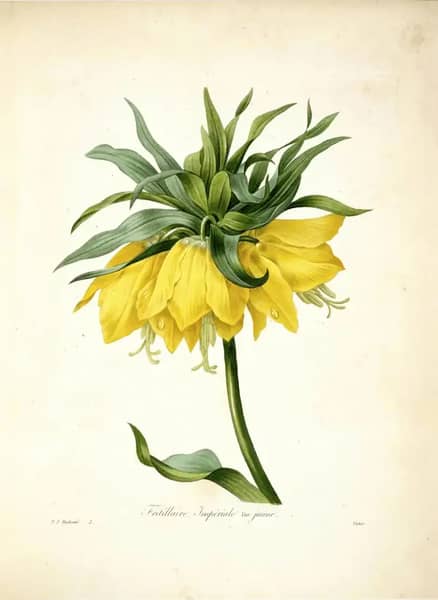Fritillaria Imperialis Var Jaune | Oil Painting Reproduction