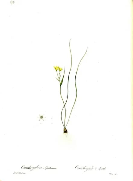 Gagea Spathacea by Pierre-Joseph Redoute | Oil Painting Reproduction