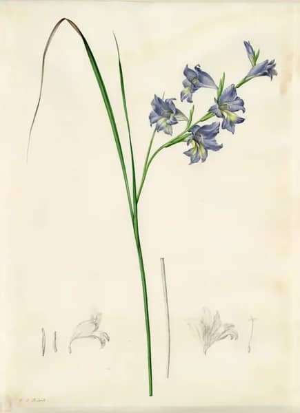 Gladiolus Ringens by Pierre-Joseph Redoute | Oil Painting Reproduction