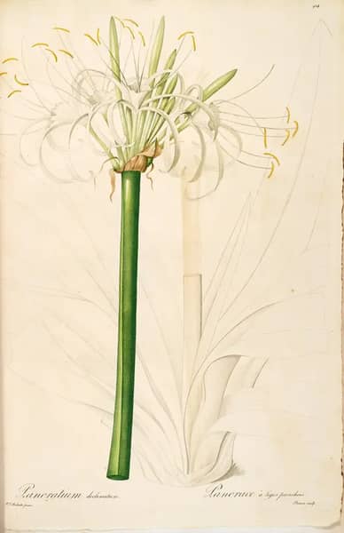Hymenocallis Caribaea As Pancratium Declinatum | Oil Painting Reproduction