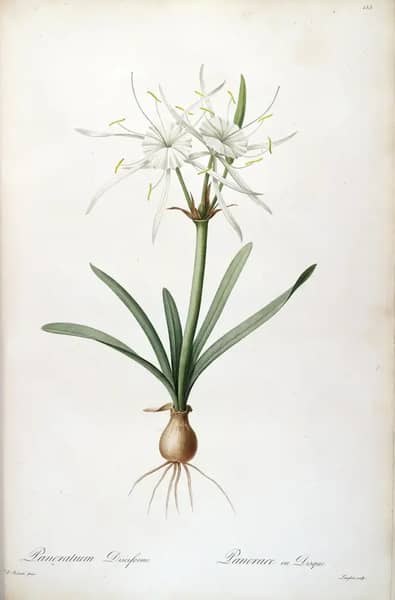 Hymenocallis Rotata As Pancratium Disciforme | Oil Painting Reproduction