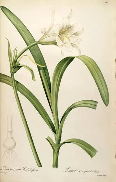 Ismene Narcissiflora As Pancratium Calathiforme | Oil Painting Reproduction
