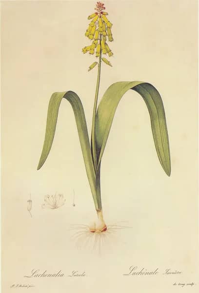 Lachenalia Luteola by Pierre-Joseph Redoute | Oil Painting Reproduction