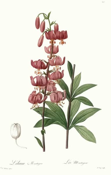 Lilium Martagon by Pierre-Joseph Redoute | Oil Painting Reproduction