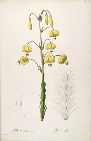 Lilium Pyrenaicum by Pierre-Joseph Redoute | Oil Painting Reproduction