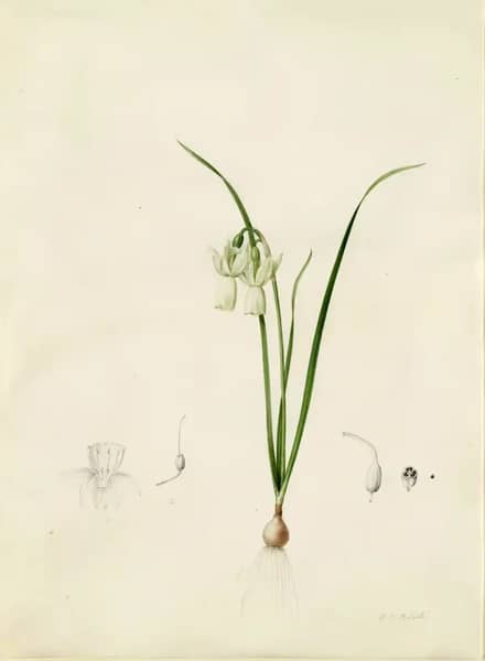 Narcissus Calathinus by Pierre-Joseph Redoute | Oil Painting Reproduction