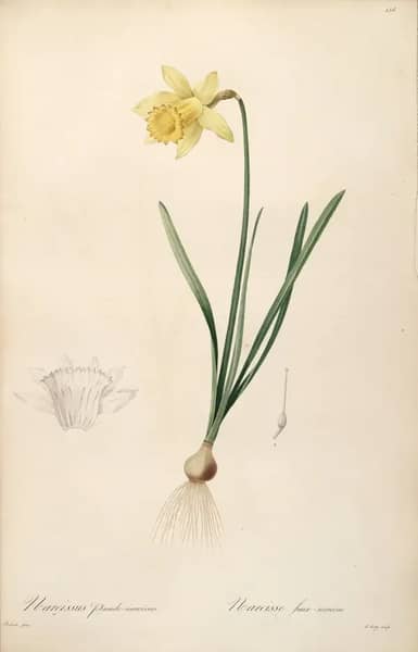 Narcissus Pseudonarcissus | Oil Painting Reproduction