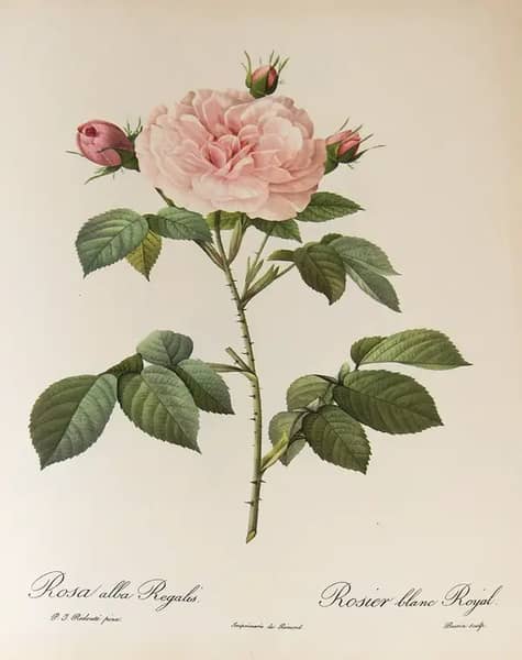 Rosa Alba Regalis by Pierre-Joseph Redoute | Oil Painting Reproduction