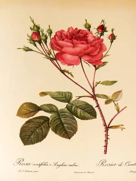Rosa Centifolia Anglica Rubra | Oil Painting Reproduction