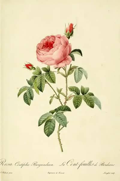 Rosa Centifolia Burgundiaca | Oil Painting Reproduction