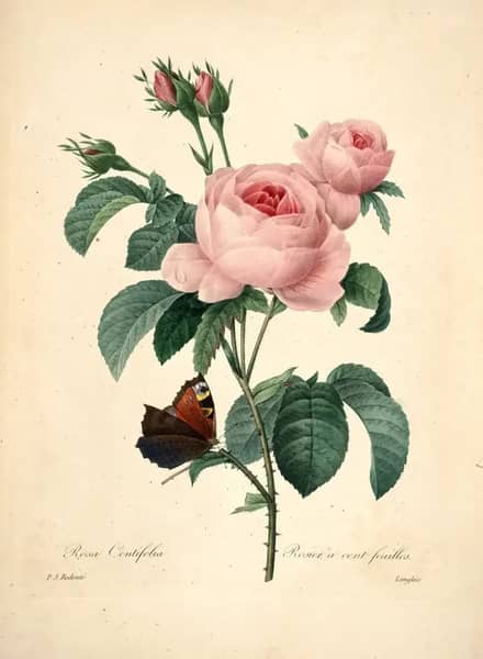 Rosa Centifolia by Pierre-Joseph Redoute | Oil Painting Reproduction